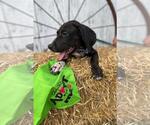 Small #2 Labrador Retriever Mix