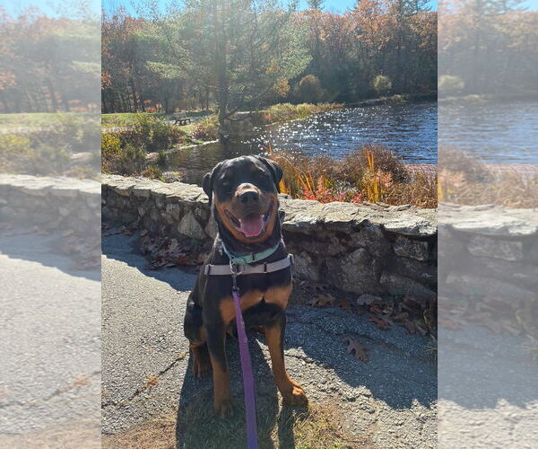 Medium Photo #2 Rottweiler Puppy For Sale in Hillsboro, NH, USA