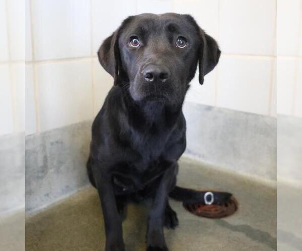 Medium Photo #1 Labrador Retriever-Unknown Mix Puppy For Sale in San Antonio, TX, USA