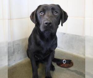 Labrador Retriever-Unknown Mix Dogs for adoption in San Antonio, TX, USA