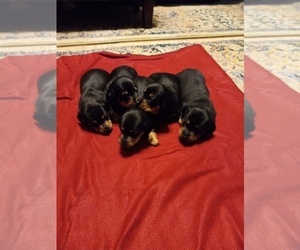Dachshund Puppy for sale in COTTONDALE, FL, USA