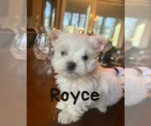 Maltese Puppy for sale in MIDDLETOWN, NY, USA