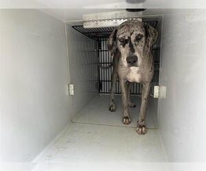 Catahoula Leopard Dog Dogs for adoption in Houston, TX, USA