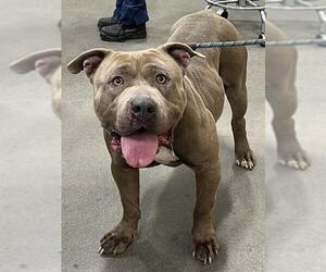 American Bulldog Dogs for adoption in Forestville, MD, USA