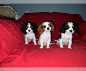 Cavalier King Charles Spaniel Puppy for Sale in DETROIT, Michigan USA