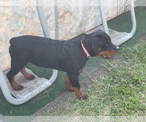 Rottweiler Puppy for sale in PALMYRA, MI, USA