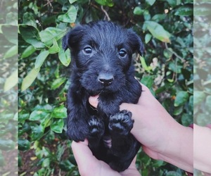Scottish Terrier Puppy for sale in SAN BERNARDINO, CA, USA