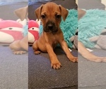 Puppy 2 Bullmastiff-Bullypit Mix