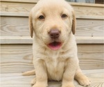 Puppy Candy Labrador Retriever