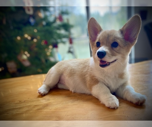 Medium Photo #1 Pembroke Welsh Corgi Puppy For Sale in WOODLAND, WA, USA