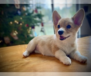 Pembroke Welsh Corgi Puppy for Sale in WOODLAND, Washington USA