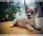 Small Pembroke Welsh Corgi