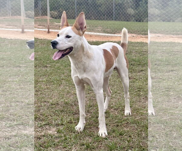 Medium Photo #4 Siberian Husky Puppy For Sale in Eastman, GA, USA
