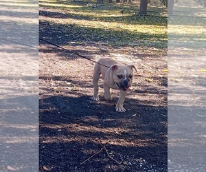 American Bully Puppy for sale in DOS PALOS, CA, USA