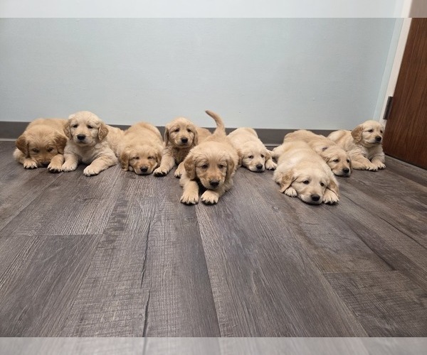 Medium Photo #19 Golden Retriever Puppy For Sale in MINNEAPOLIS, MN, USA