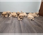 Small #18 Golden Retriever