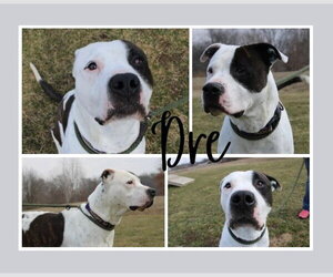 American Staffordshire Terrier-Unknown Mix Dogs for adoption in Pierceton , IN, USA