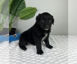 Small #2 Golden Retriever-Miniature American Shepherd Mix