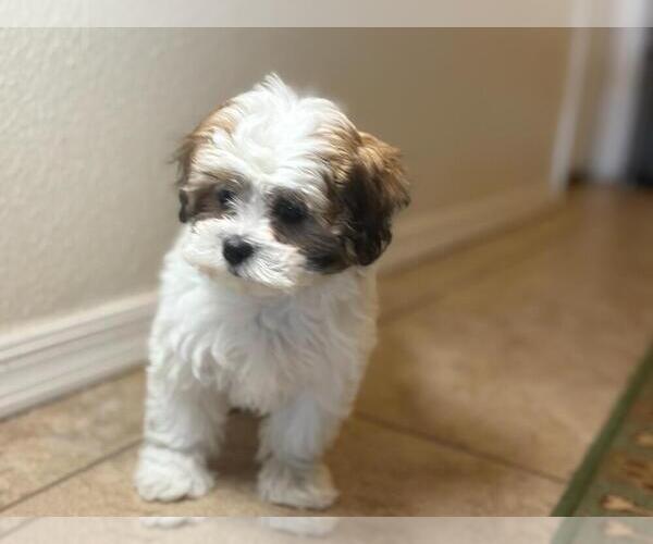 Medium Photo #5 Shih-Poo Puppy For Sale in TUCSON, AZ, USA