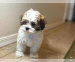 Small #4 Shih-Poo