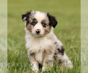 Australian Shepherd Puppy for sale in NEW PROVIDENCE, PA, USA