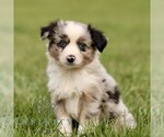 Small Australian Shepherd