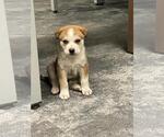 Small #2 Huskies  Mix