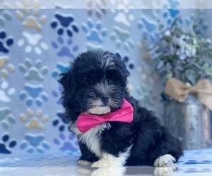 Havanese Puppy for sale in LANCASTER, PA, USA