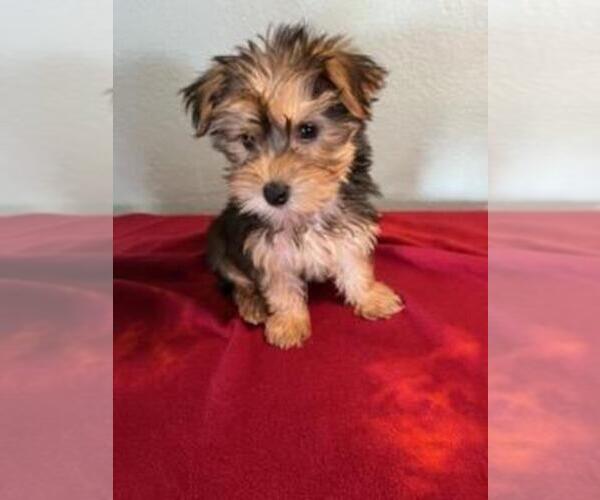 Medium Photo #2 Yorkshire Terrier Puppy For Sale in TUCSON, AZ, USA