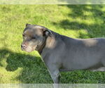 Small #1 American Pit Bull Terrier