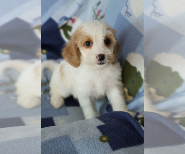 Medium Photo #3 Cavapoo Puppy For Sale in MILWAUKEE, WI, USA