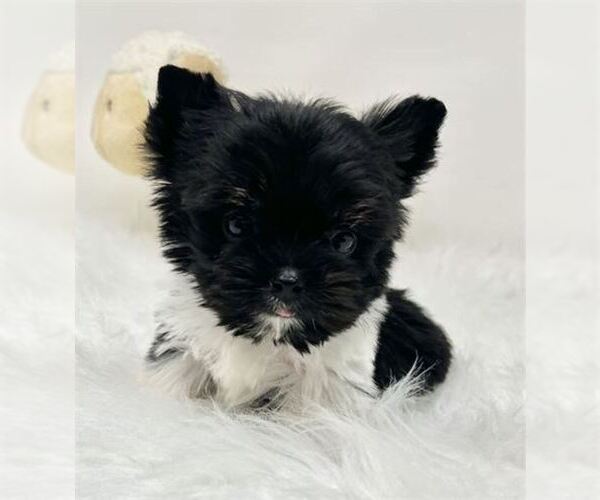 Medium Photo #5 Yorkshire Terrier Puppy For Sale in MIAMI, FL, USA