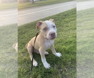 American Pit Bull Terrier Puppy for sale in AURORA, CO, USA