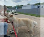 Small #1 German Shepherd Dog Mix