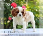 Small #2 Cavalier King Charles Spaniel