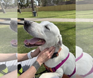 Blanco - Male Great Pyrenees-Unknown Mix Dog for Adoption - Photo #9