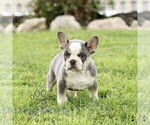 Small #2 French Bulldog