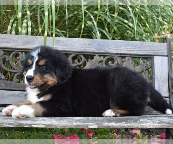 Medium Photo #3 Bernese Mountain Dog Puppy For Sale in MILLERSTOWN, PA, USA