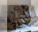 Small #10 Belgian Malinois