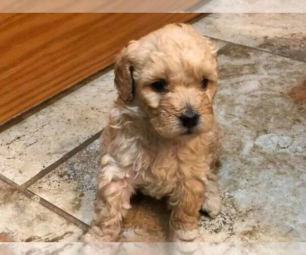 Medium Photo #6 Goldendoodle Puppy For Sale in LIMA, OH, USA