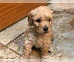 Small Photo #6 Goldendoodle Puppy For Sale in LIMA, OH, USA