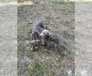 Weimaraner Puppy for sale in FORT LAUDERDALE, FL, USA