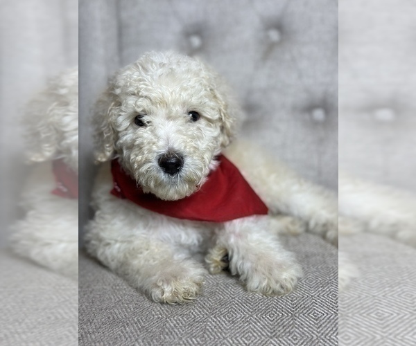 Medium Photo #2 Goldendoodle Puppy For Sale in SUMTER, SC, USA