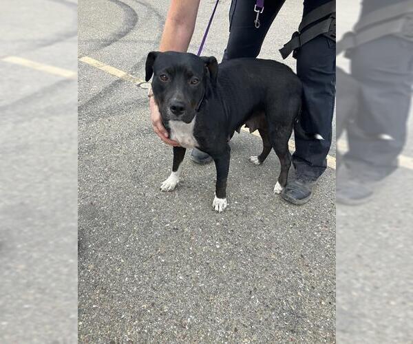 Medium Photo #1 American Pit Bull Terrier Puppy For Sale in Stockton, CA, USA