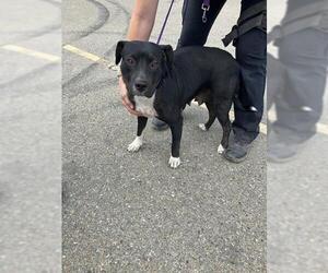 American Pit Bull Terrier Dogs for adoption in Stockton, CA, USA