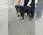 Small American Pit Bull Terrier