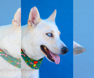 Siberian Husky Dogs for adoption in Pasadena, CA, USA