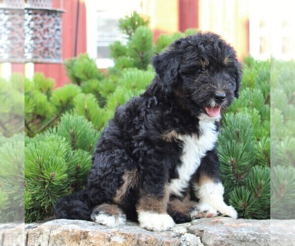 Medium Photo #5 Miniature Australian Shepherd-Poodle (Standard) Mix Puppy For Sale in BLAIN, PA, USA