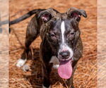 Small #1 Labrador Retriever Mix