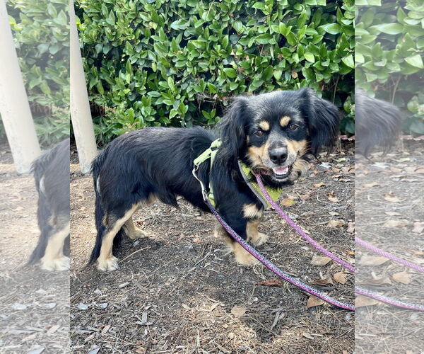Medium Photo #7 Cavalier King Charles Spaniel-Spaniel Mix Puppy For Sale in Mission Viejo, CA, USA